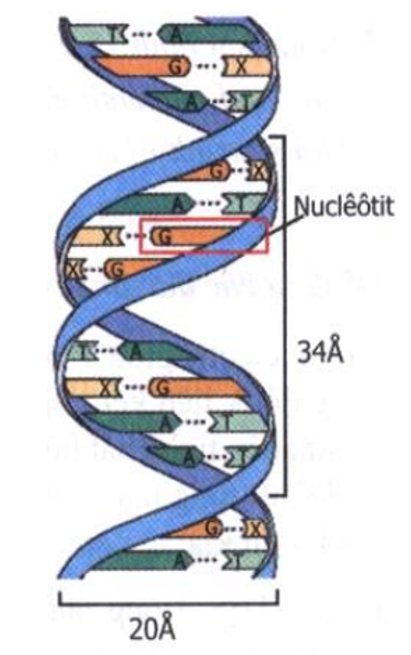 Giáº£i vá» bÃ i táº­p Sinh há»c 9 | Giáº£i VBT Sinh há»c 9