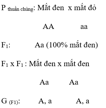 Giáº£i vá» bÃ i táº­p Sinh há»c 9 | Giáº£i VBT Sinh há»c 9