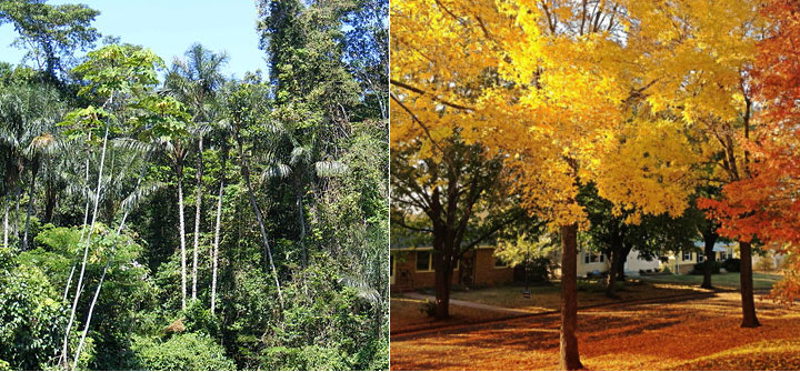 ảnh hưởng của nhiệt độ lên thực vật ảnh hưởng của nhiệt độ lên thực vật