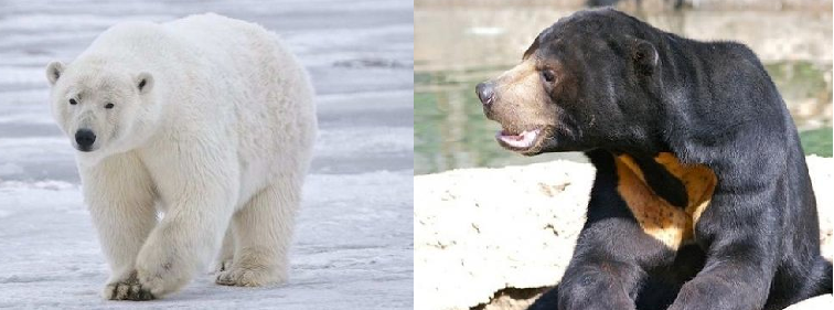 ảnh hưởng của nhiệt độ lên động vật ảnh hưởng của nhiệt độ lên động vật