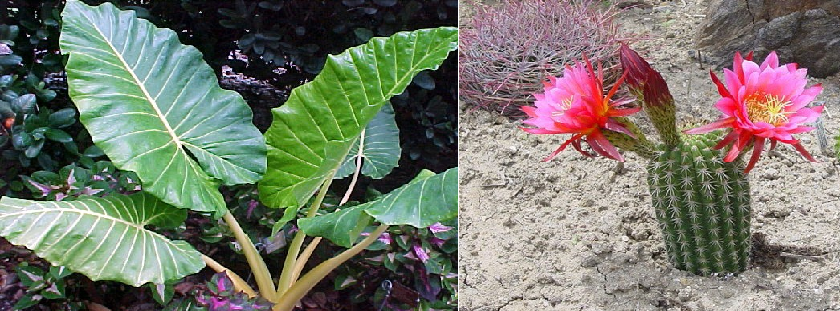 ảnh hưởng của độ ẩm lên thực vật ảnh hưởng của độ ẩm lên thực vật