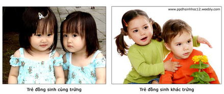 trẻ đồng sinh trẻ đồng sinh