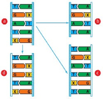 Các dạng đột biến gen Các dạng đột biến gen