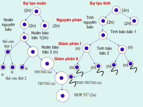 phát sinh giao tử phát sinh giao tử