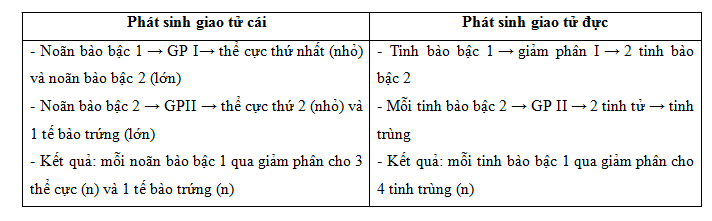 so sánh phát sinh giao tử đực và cái so sánh phát sinh giao tử đực và cái