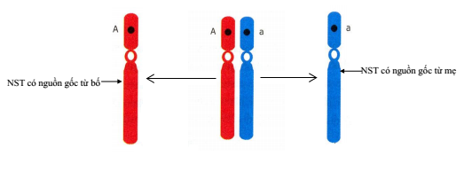 cặp NST tương đồng