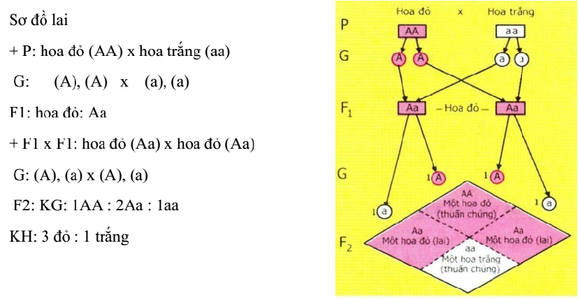 giải thích kết quả thí nghiệm của menden