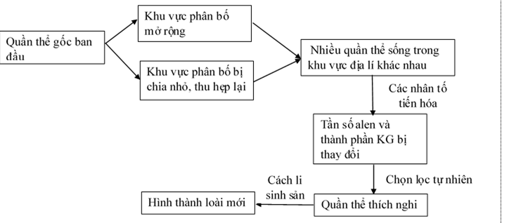 Lý thuyết Sinh học 12 Bài 30: Quá trình hình thành loài (tiếp theo) | Lý thuyết Sinh 12 ngắn gọn