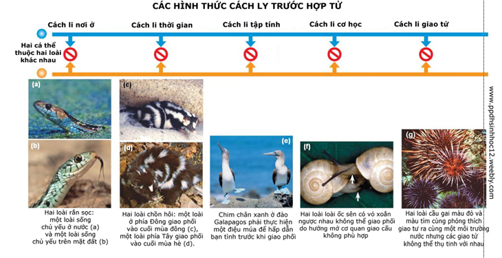 Lý thuyết Sinh học 12 Bài 28: Loài | Lý thuyết Sinh học 12 đầy đủ, chi tiết nhất