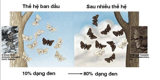 Lý thuyết Sinh học 12 Bài 27: Quá trình hình thành quần thể thích nghi | Lý thuyết Sinh học 12 đầy đủ, chi tiết nhất