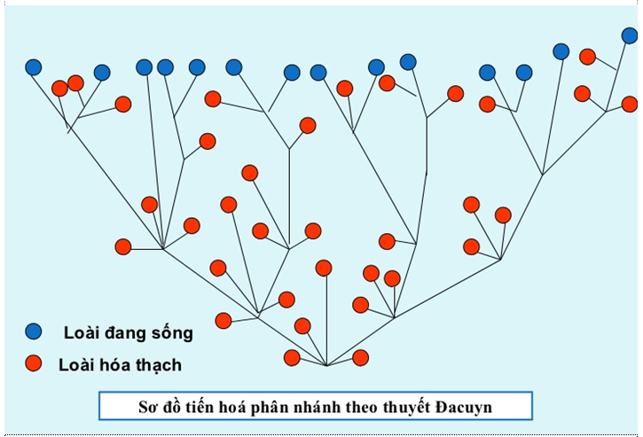 Lý thuyết Sinh học 12 Bài 25: Học thuyết Lamac và học thuyết Đacuyn | Lý thuyết Sinh học 12 đầy đủ, chi tiết nhất