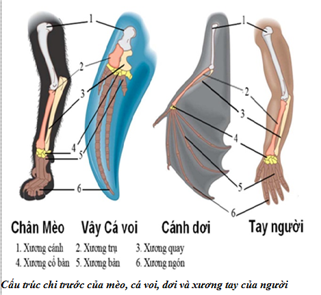 Lý thuyết Sinh học 12 Bài 24: Các bằng chứng tiến hóa | Lý thuyết Sinh học 12 đầy đủ, chi tiết nhất