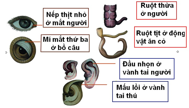 Lý thuyết Sinh học 12 Bài 24: Các bằng chứng tiến hóa | Lý thuyết Sinh học 12 đầy đủ, chi tiết nhất