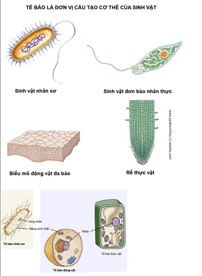 Lý thuyết Sinh học 12 Bài 24: Các bằng chứng tiến hóa | Lý thuyết Sinh học 12 đầy đủ, chi tiết nhất