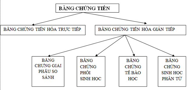 Lý thuyết Sinh học 12 Bài 24: Các bằng chứng tiến hóa | Lý thuyết Sinh học 12 đầy đủ, chi tiết nhất