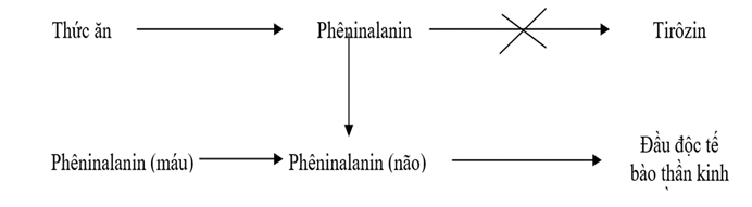 Lý thuyết Sinh học 12 Bài 21: Di truyền y học | Lý thuyết Sinh học 12 đầy đủ, chi tiết nhất