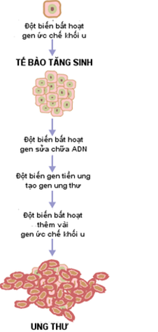 Lý thuyết Sinh học 12 Bài 21: Di truyền y học | Lý thuyết Sinh học 12 đầy đủ, chi tiết nhất