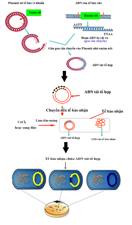 Hình 2. Quy trình tạo ADN tái tổ hợp