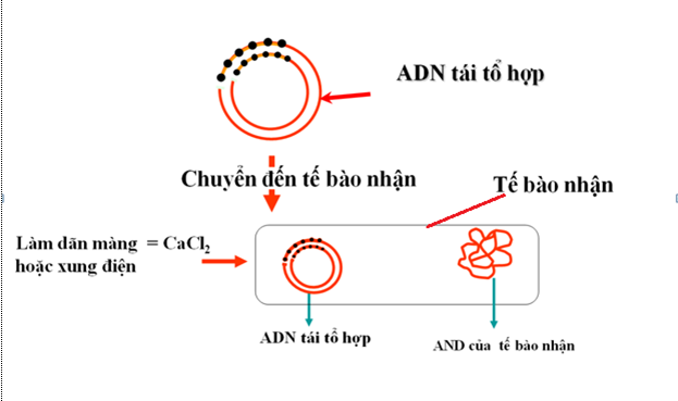 Lý thuyết Sinh học 12 Bài 20: Tạo giống nhờ công nghệ gen | Lý thuyết Sinh học 12 đầy đủ, chi tiết nhất