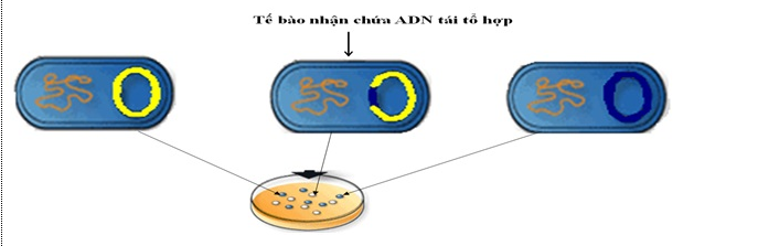 Lý thuyết Sinh học 12 Bài 20: Tạo giống nhờ công nghệ gen | Lý thuyết Sinh học 12 đầy đủ, chi tiết nhất