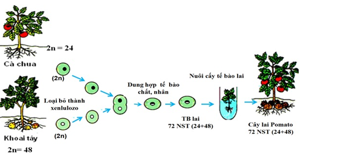 Lý thuyết Sinh học 12 Bài 19: Tạo giống bằng phương pháp gây đột biến và công nghệ tế bào | Lý thuyết Sinh học 12 đầy đủ, chi tiết nhất