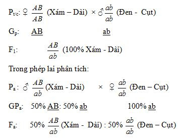 Hình 1. Sơ đồ lai kiểm chứng liên kết gen