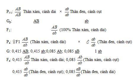 Hình 1. Sơ đồ lai kiểm chứng hoán vị gen