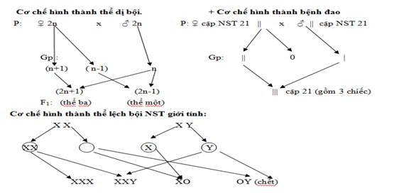 Cơ chế của đột biến lệch bội