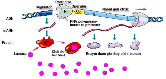 Hình 2: Cơ chế điều hòa hoạt động của operon Lac khi môi trường có Lactozo