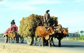 A picture containing text, road, cow, outdoorDescription automatically generated